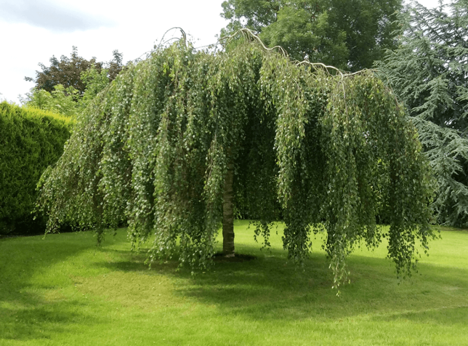 Береза повислая Юнги Betula pendula Youngii