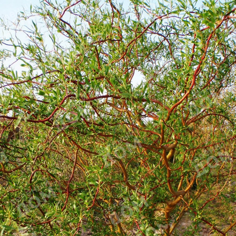 Ива гибридная Свердловская Извилистая