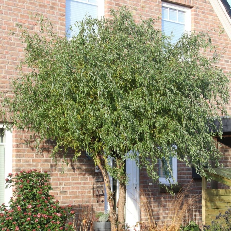 Ива Извилистая Матсуда