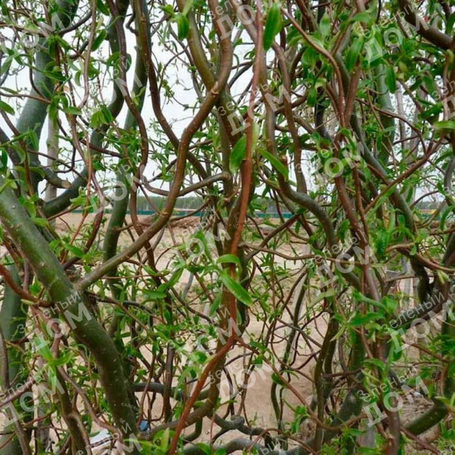 Ива Вавилонская Извилистая Тортуоза