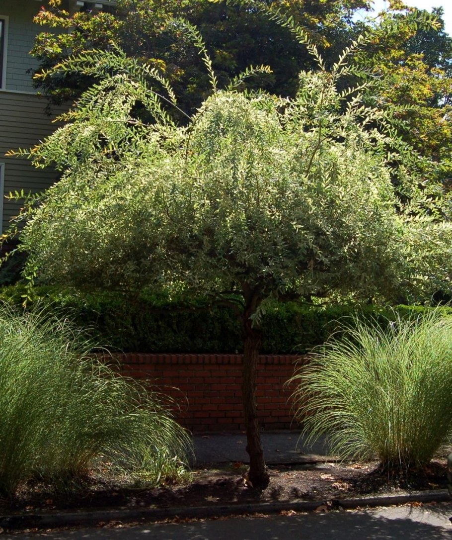 Ива пурпурная Нана ниваки