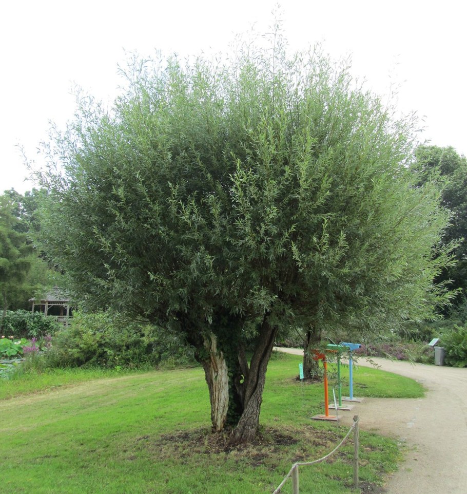 Ива ломкая шаровидная