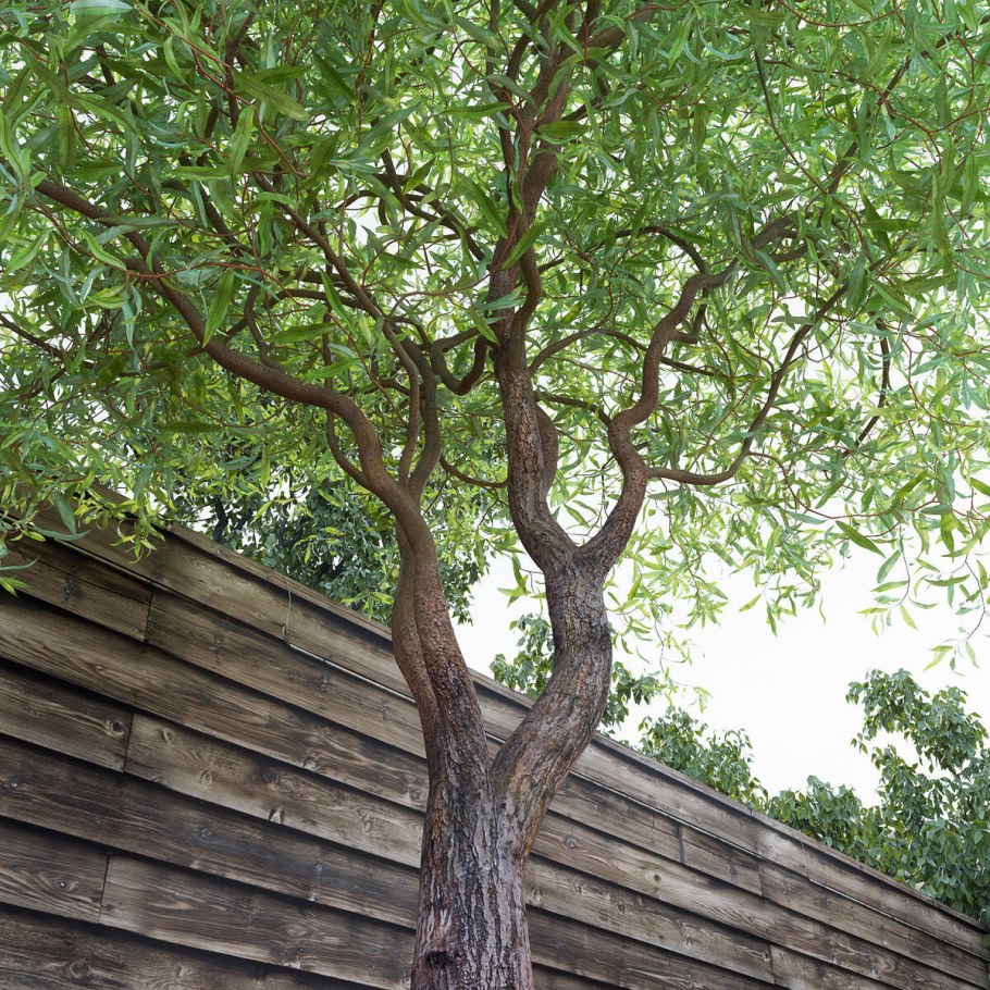 Ива Извилистая Salix matsudana