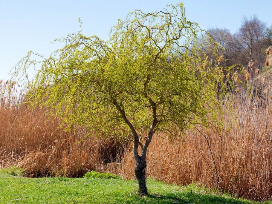 Ива Извилистая Матсудана (Salix matsudana)