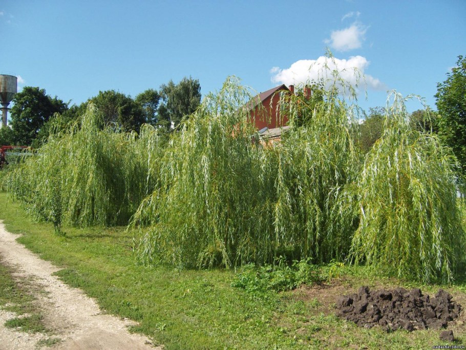 Ива пурпурная Пендула
