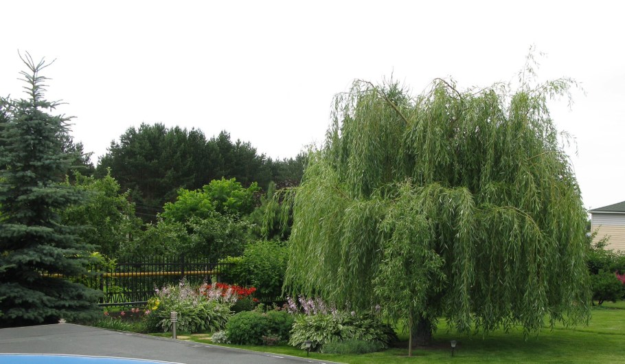 Ива белая плакучая Salix Alba 'pendula'
