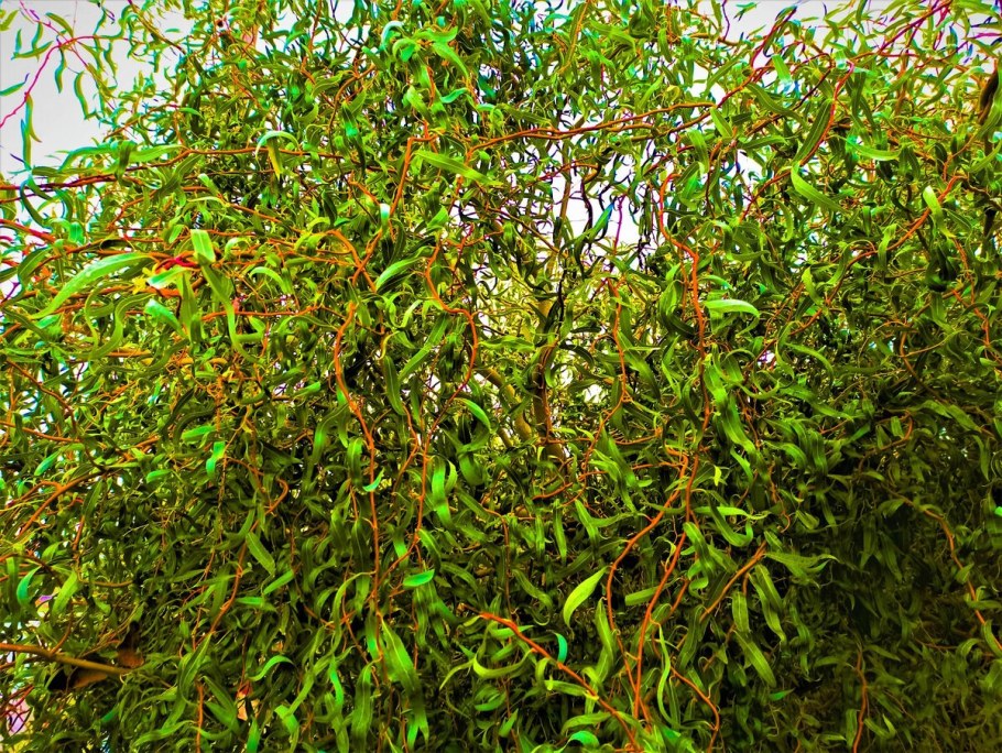 Ива Извилистая Матсудана (Salix matsudana)