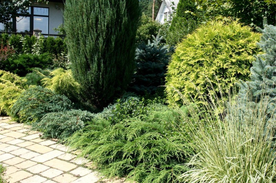 Гортензия,Хоста, туя Даника