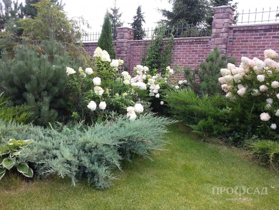 Гортензия метельчатая с можжевельником казацким