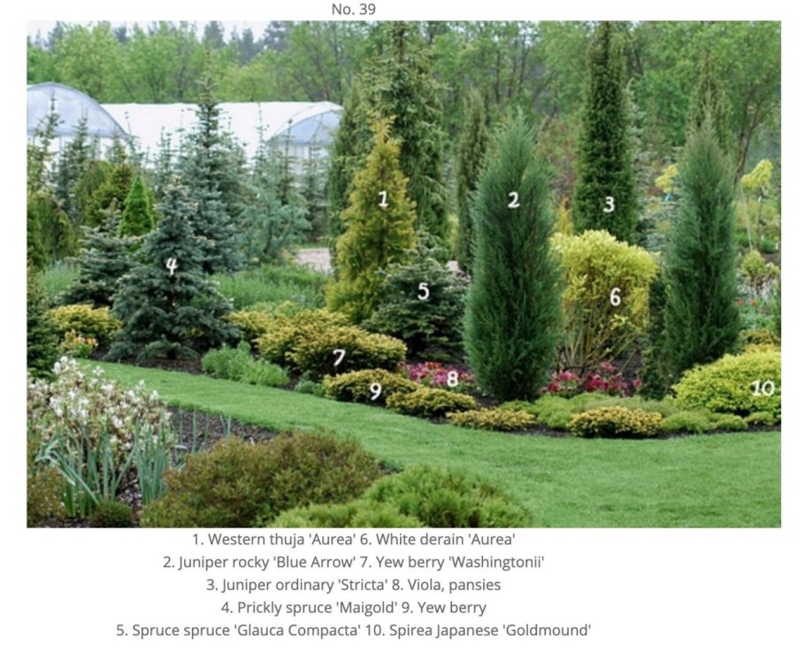 Можжевельник скальный Блю Арроу