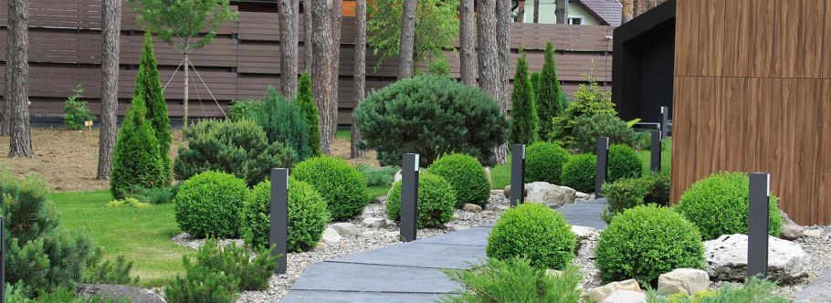 Туя Даника на клумбе