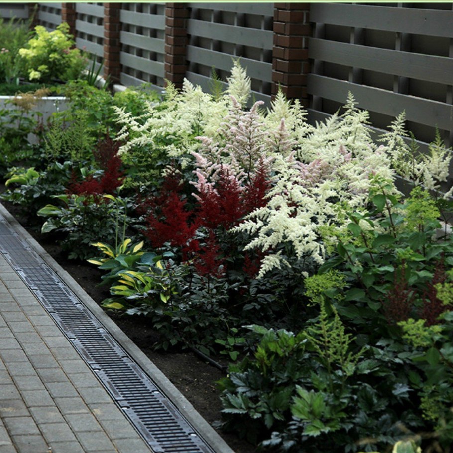 Миксбордер шалфей