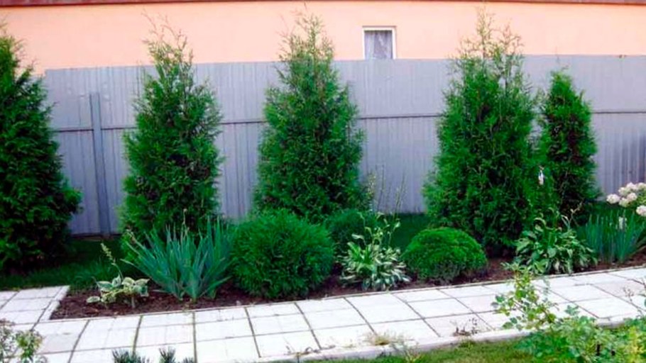 Можжевельник виргинский в миксбордере