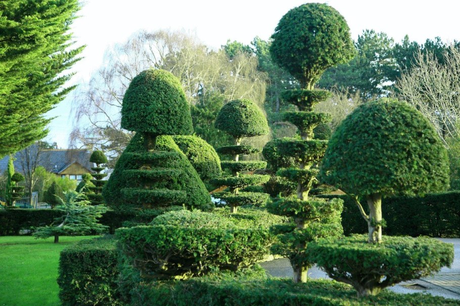 Туи Смарагд Топиар