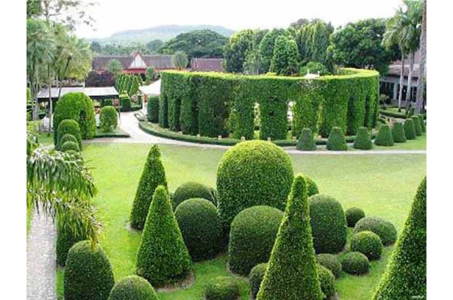 Топиарное искусство стрижка туи