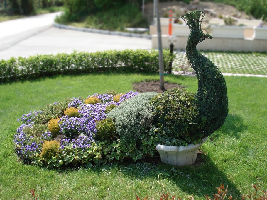 Топиарная фигура Павлин на клумбе