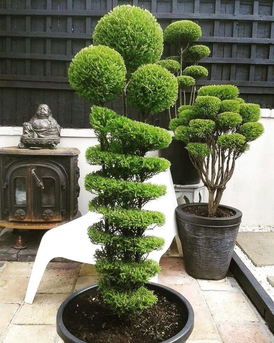 Туя Смарагд бонсай