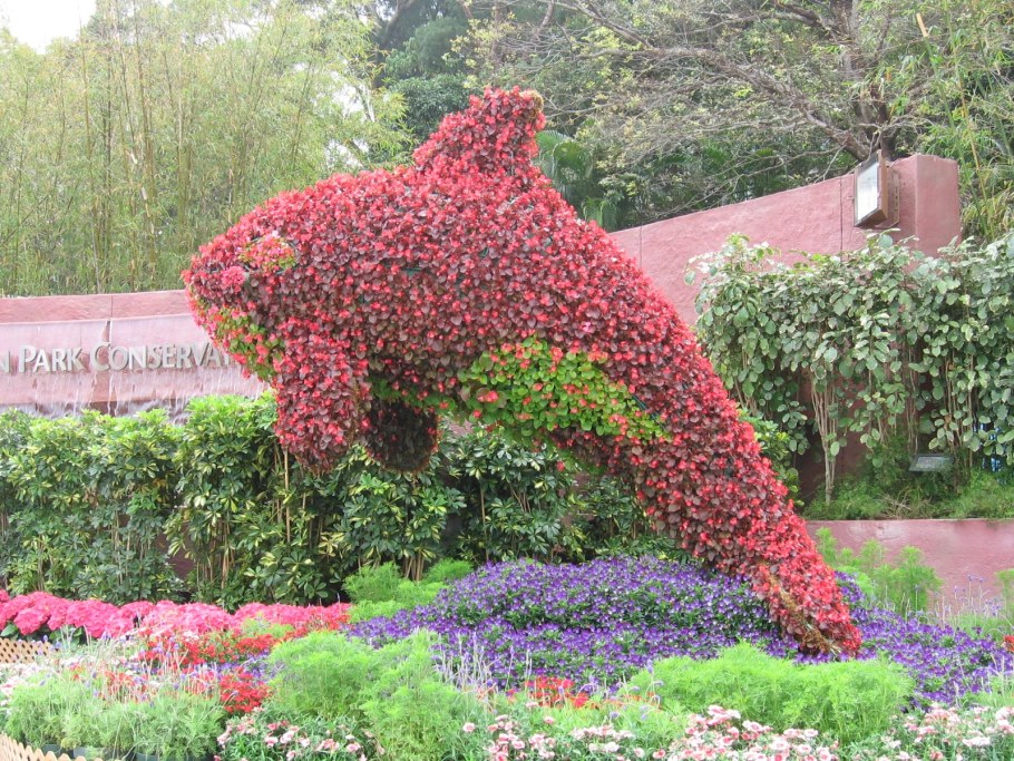 Топиарная стрижка барбариса Тунберга