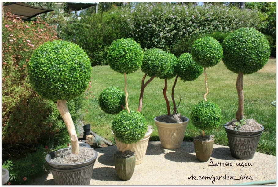 Самшит штамбовый