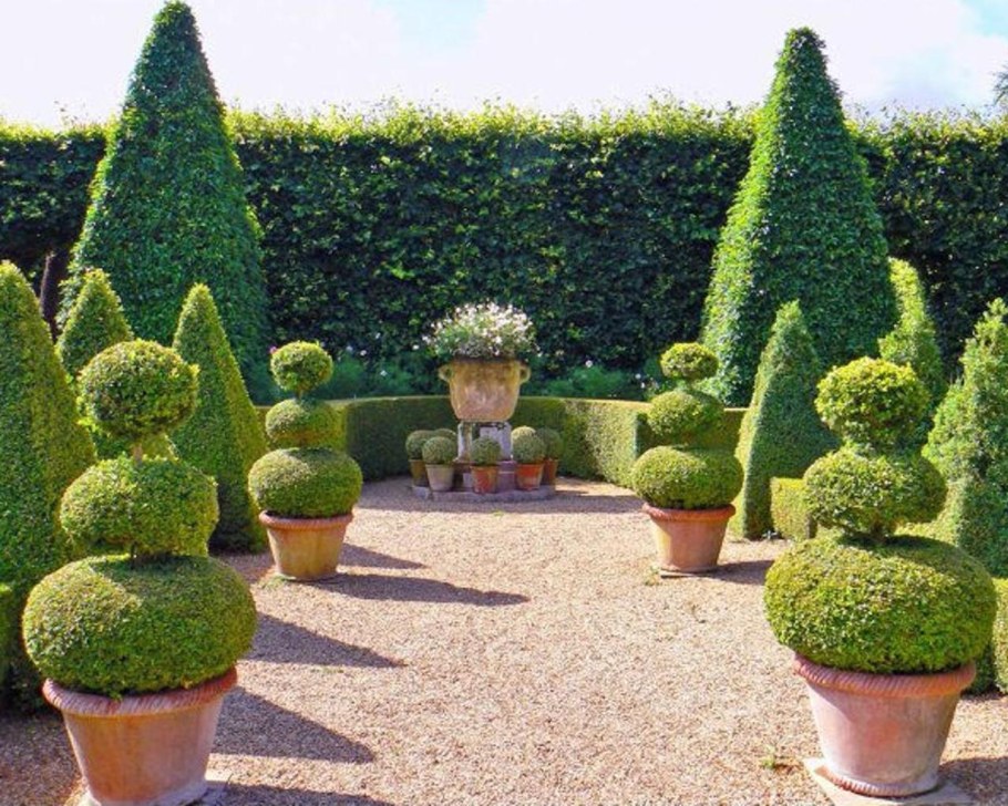 Топиарное искусство самшит