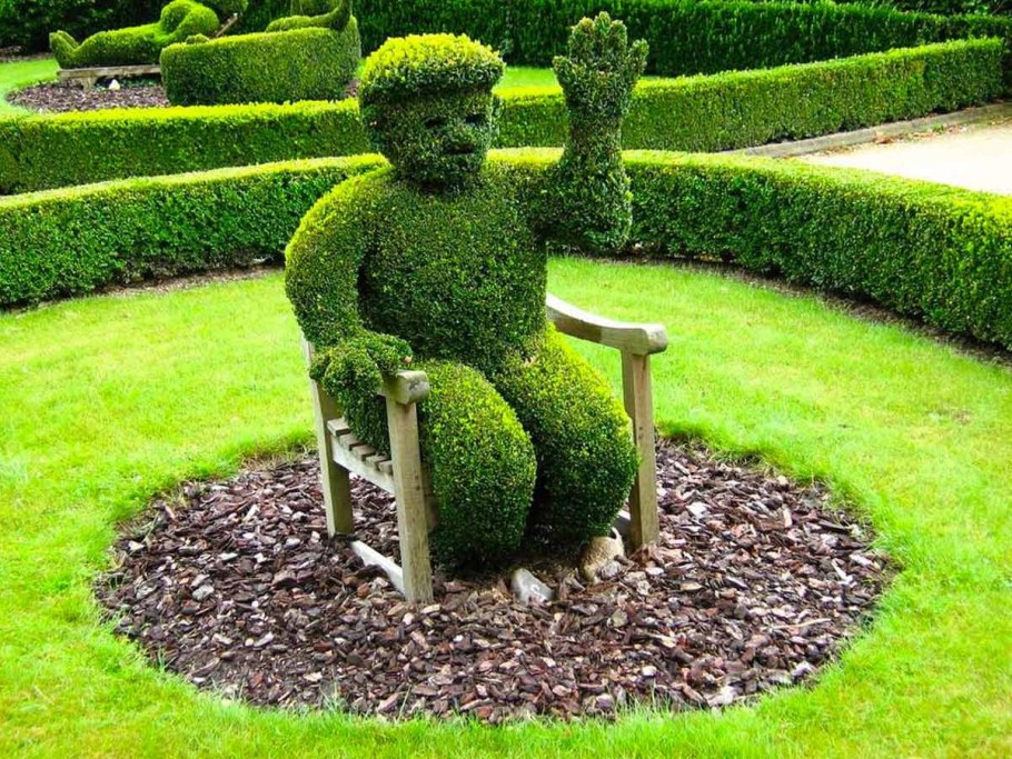 Бирючина Топиар