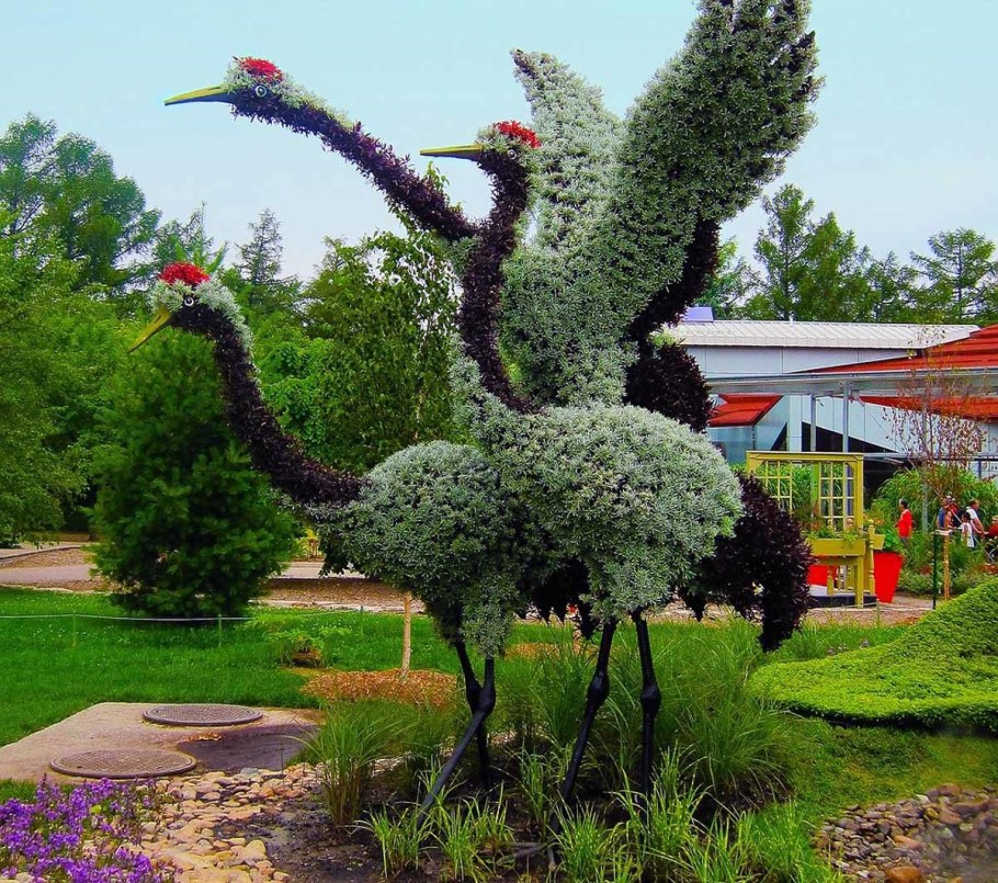 Ива ломкая топиарная фигура