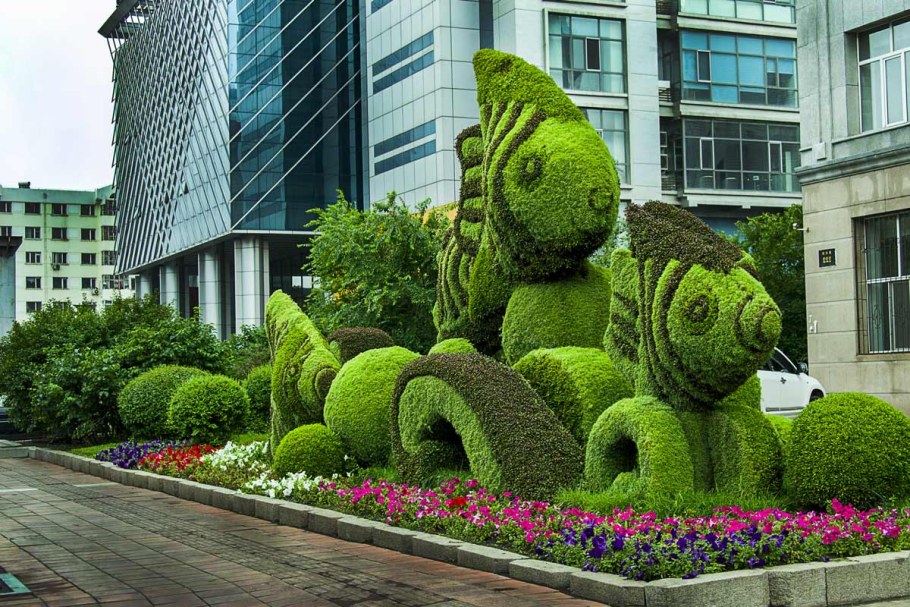 Топиарное искусство стрижка