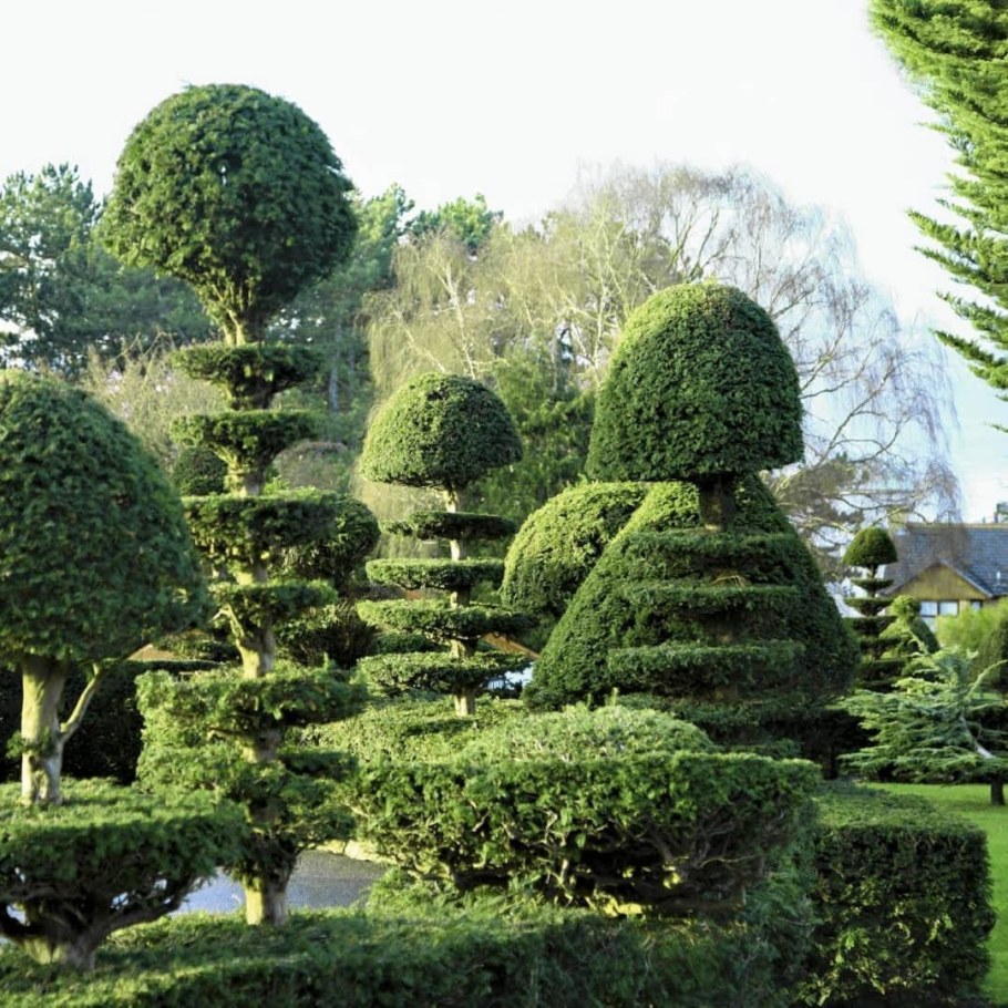 Топиарная стрижка туи