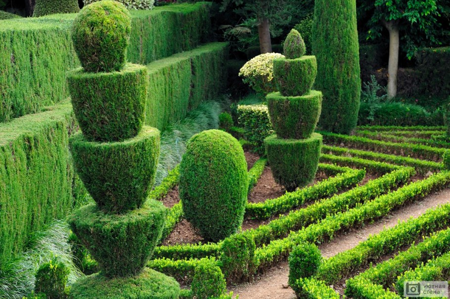 Топиарное искусство стрижка туи