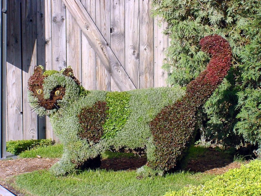 Спирея Топиар