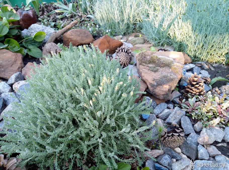 Сантолина кипарисовидная