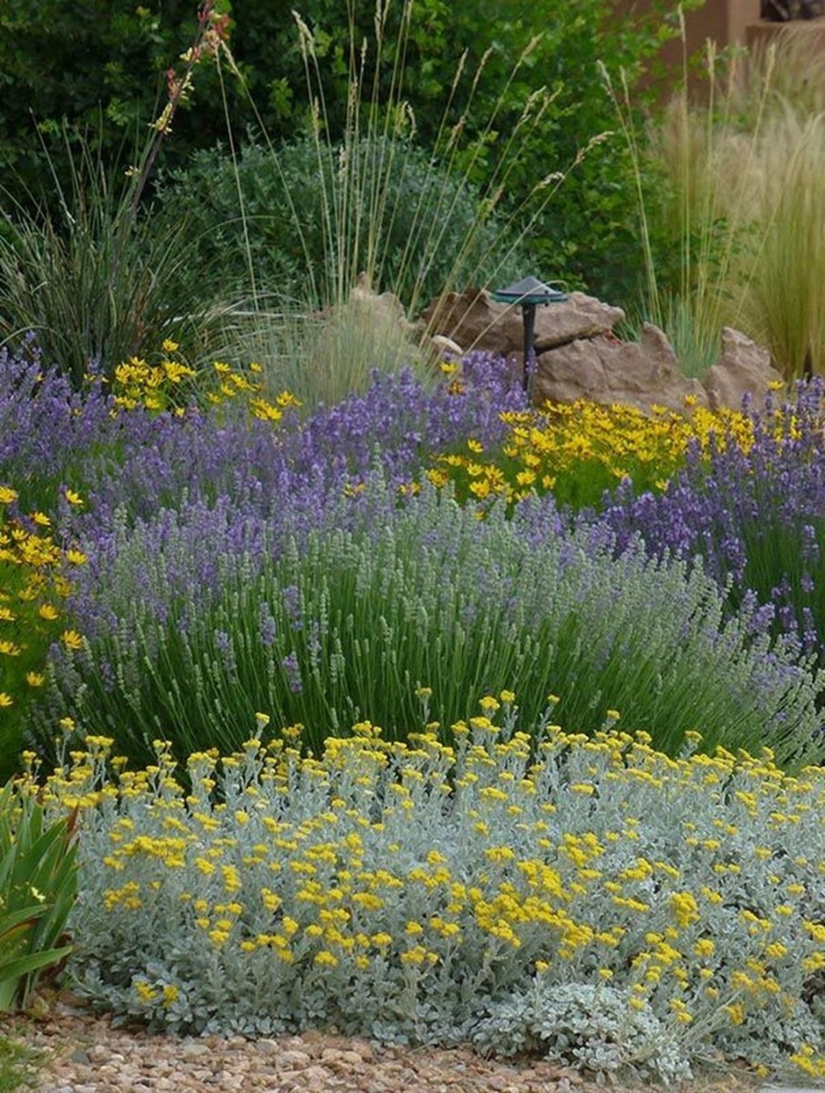 Сантолина в миксбордере