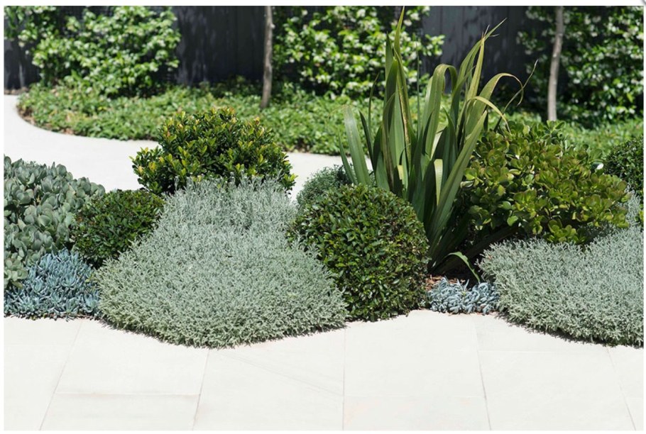 Сантолина в миксбордере