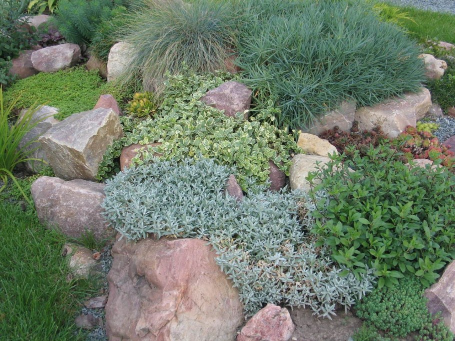 Ясколка и овсяница