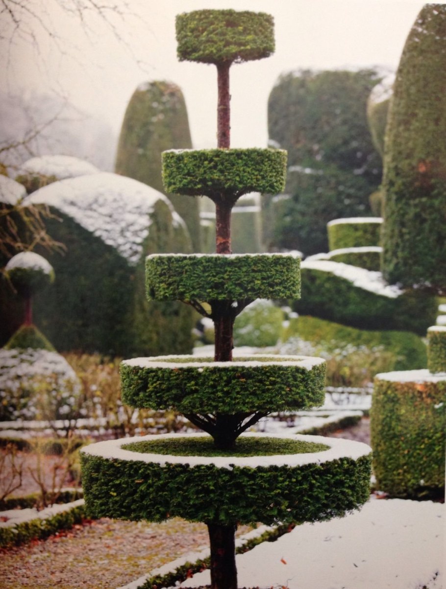 Липа крупнолистная топиарная стрижка