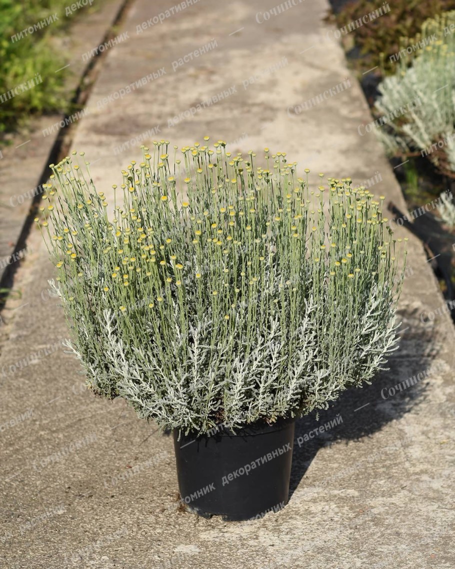 Сантолина Санта