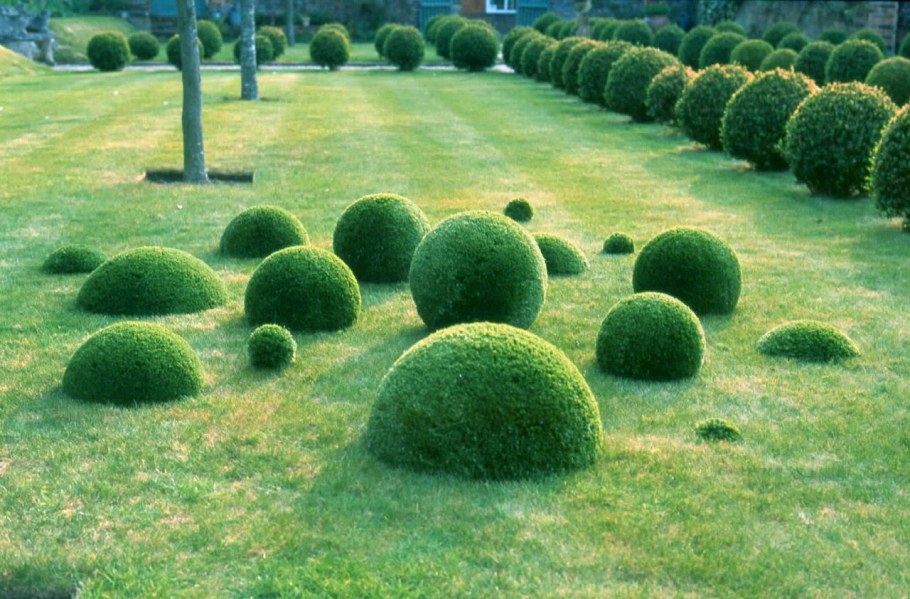 Топиарная стрижка дерна
