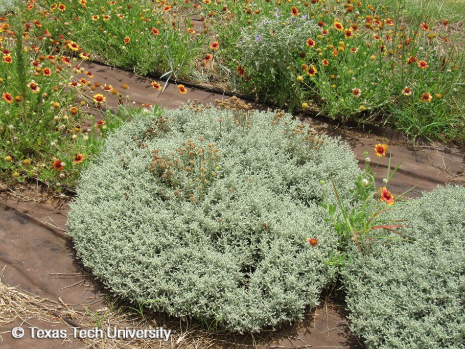 Сантолина можжевельник