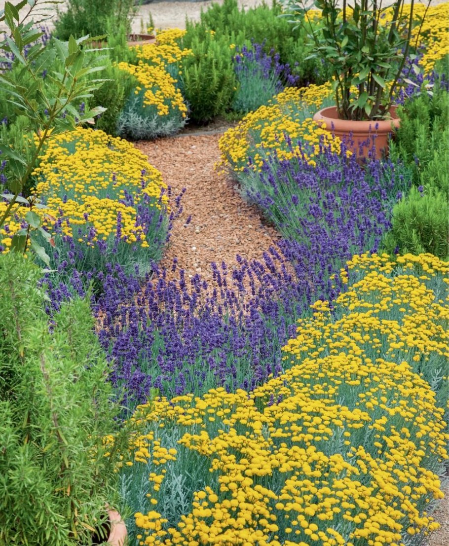 Сантолина и Лаванда