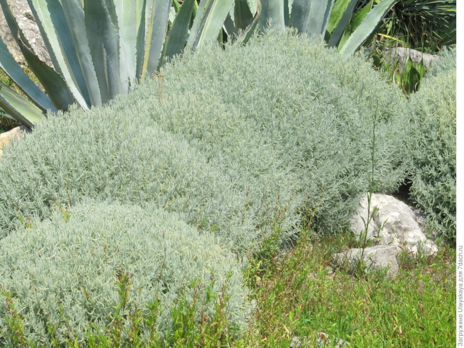 Сантолина кипарисовидная (сизая)