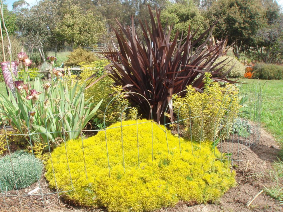 Сантолина кипарисовидная в ландшафтном