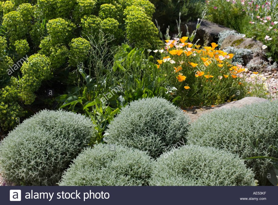 Роза сантолина