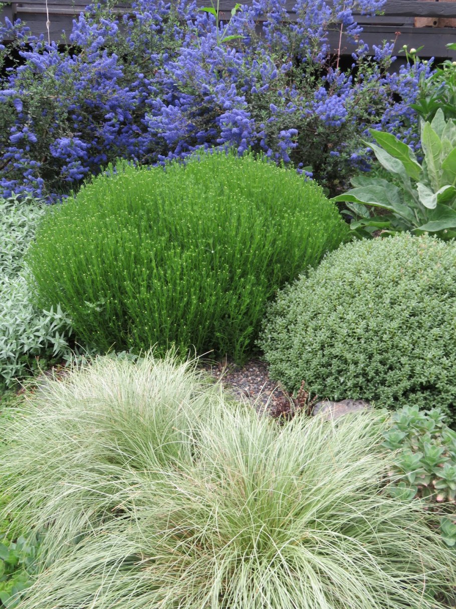 Сантолина кипарисовидная