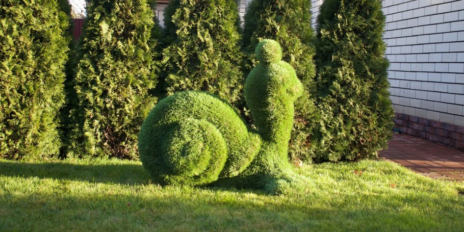 Топиарная стрижка туи