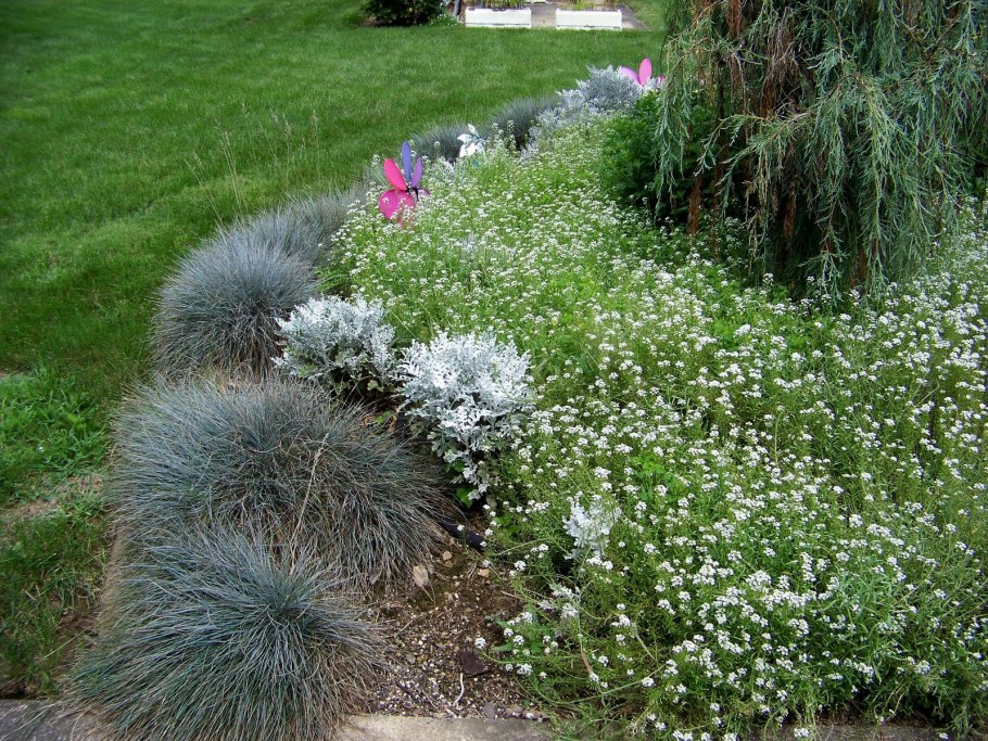 Ясколка и овсяница