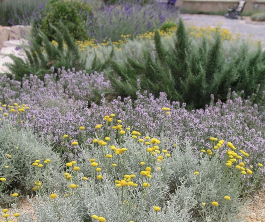 Сантолина высота растения