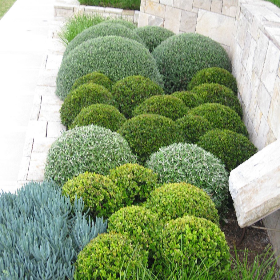 Сантолина кипарисовидная