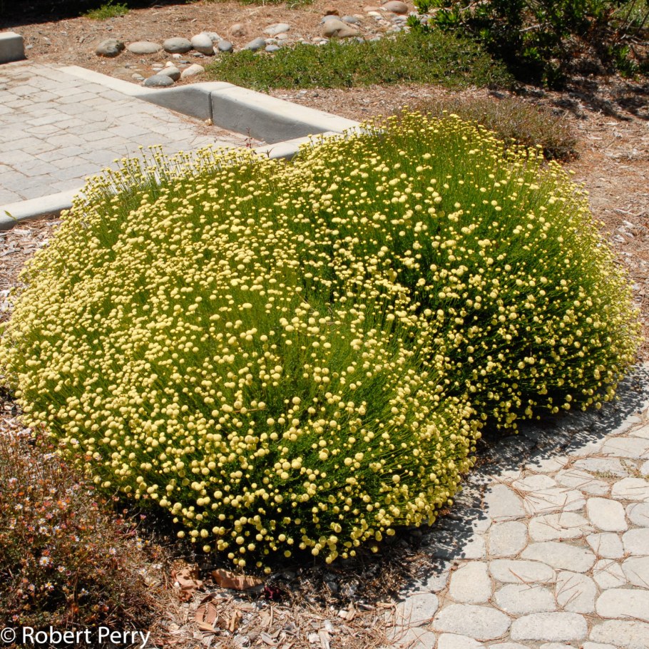 Сантолина кипарисовидная в ландшафтном