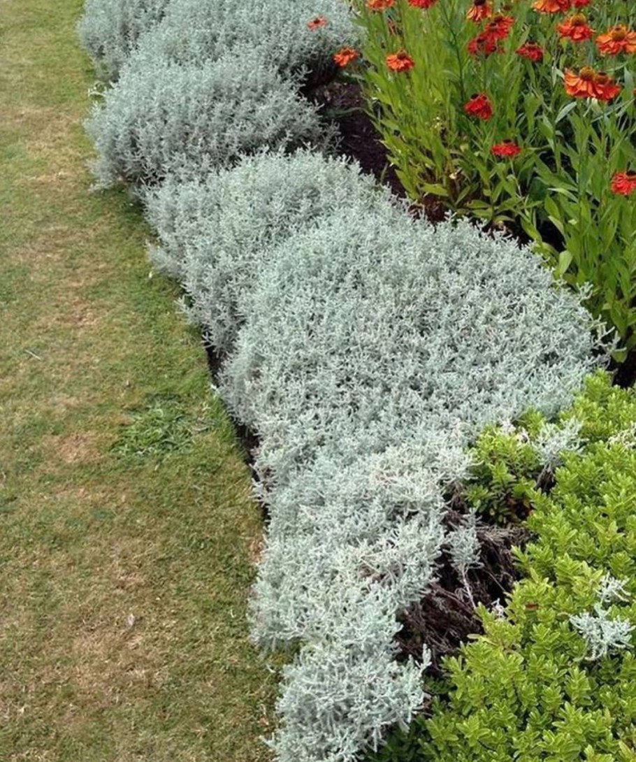 Сантолина вечнозеленая