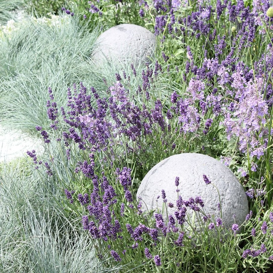 Овсяница с лавандой